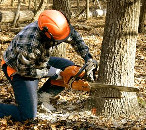 Tree Removal in Troy, VT